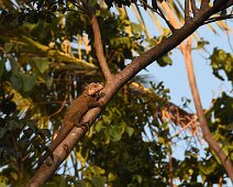 Iguane