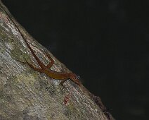 Lezard-aux-yeux-bleus