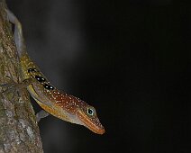 Lezard