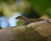 lezard-3