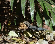 lezard-4