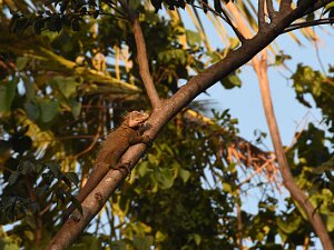 Quelques bestioles