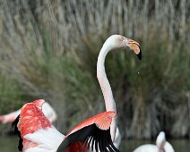 Flamand-rose Flamant Rose