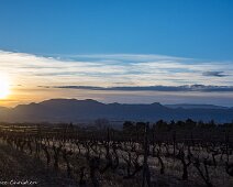 vignes w Vignes