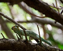 Caméléon