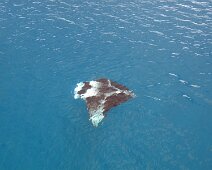 Manta Manta en surface ! 2009
