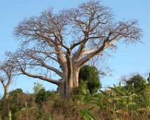 baobab Baobab