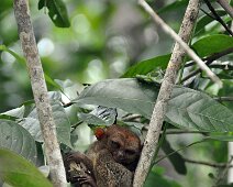 Tarsier 2 Bohol Tarsier Bohol