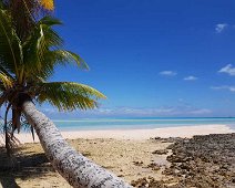 Fakarava sud Sables roses et cocotier