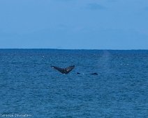 Tahiti Queue de baleine depuis la plage