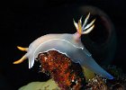 DSC_1617 Joli nudibranche sur perchoir !