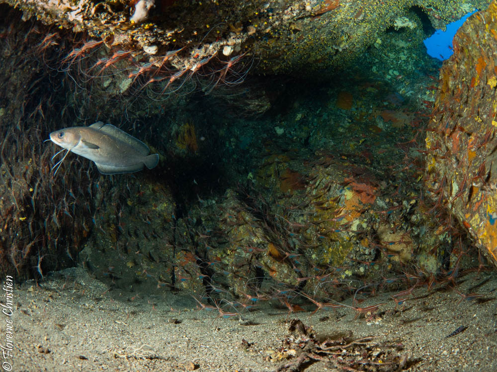 grotte aux 1000 crevettes