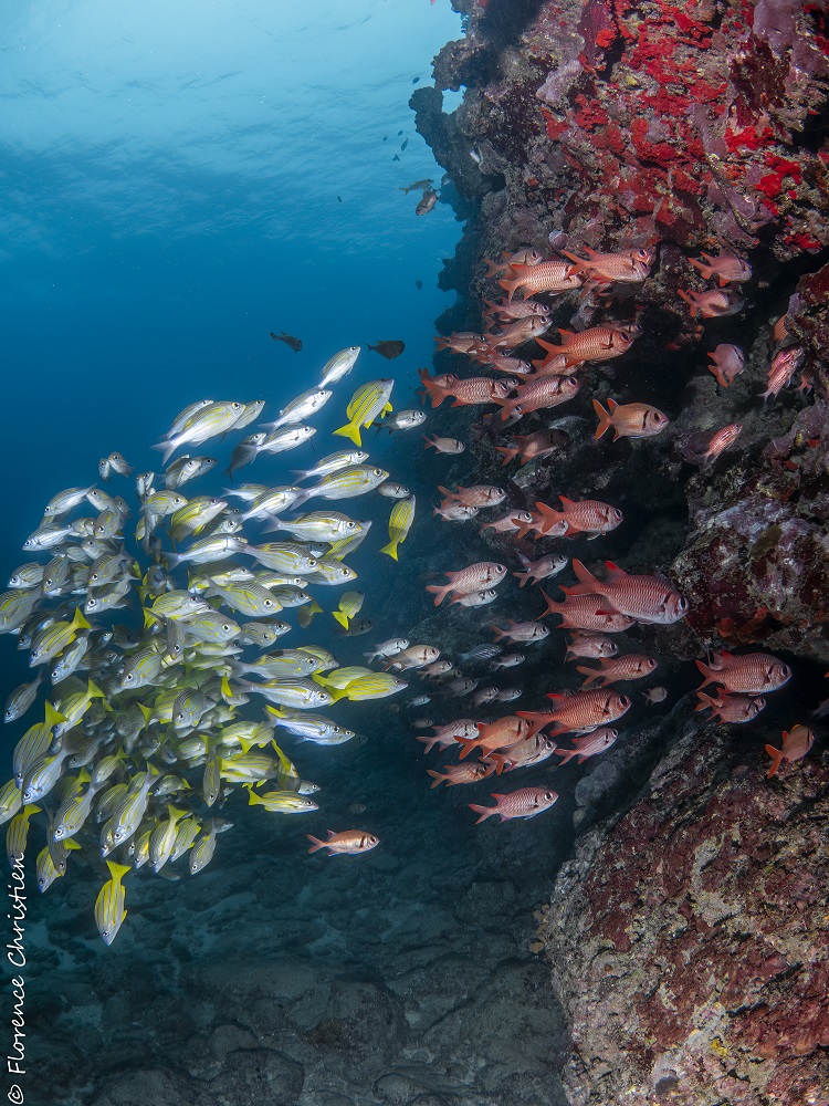 Canyon et ses bancs de poissons