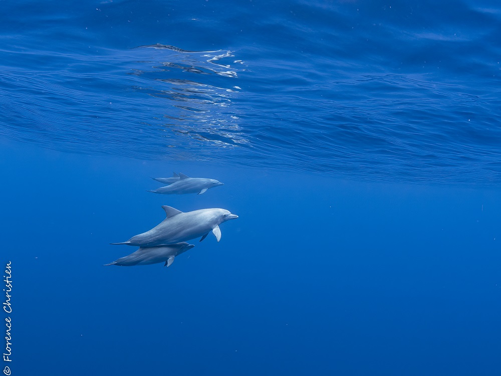 Dauphins aduncus