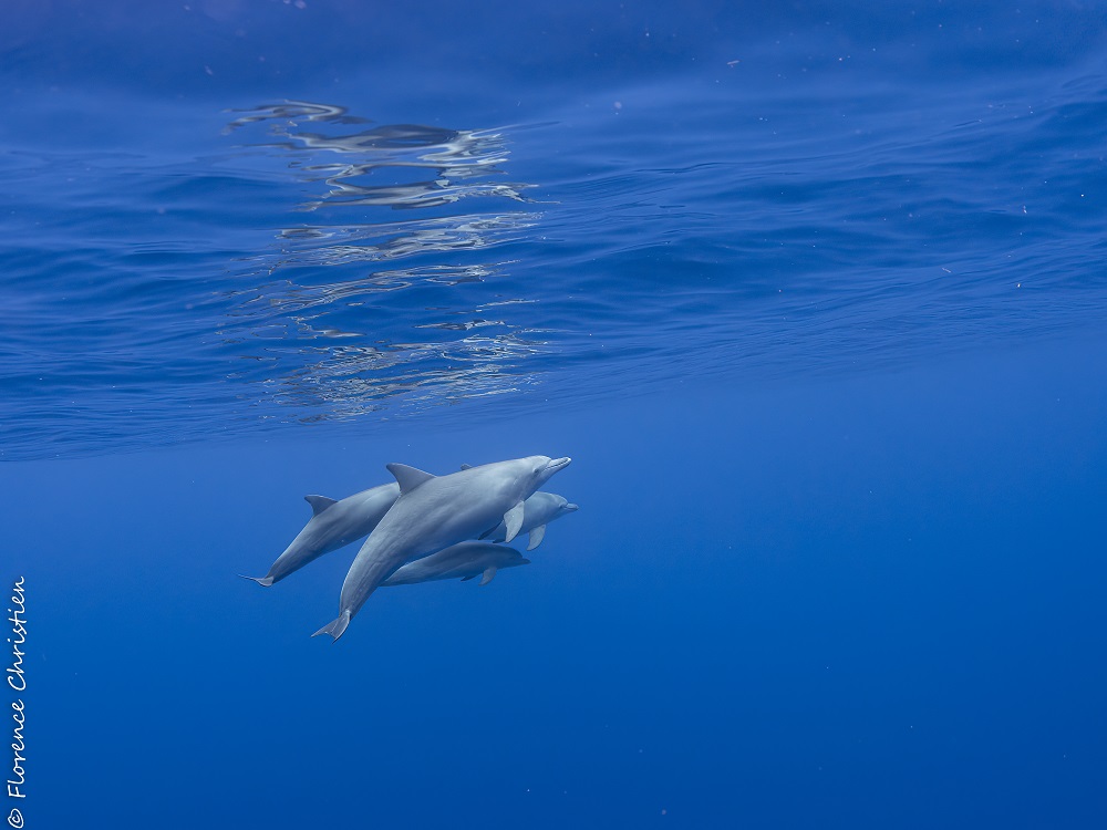 Dauphins aduncus