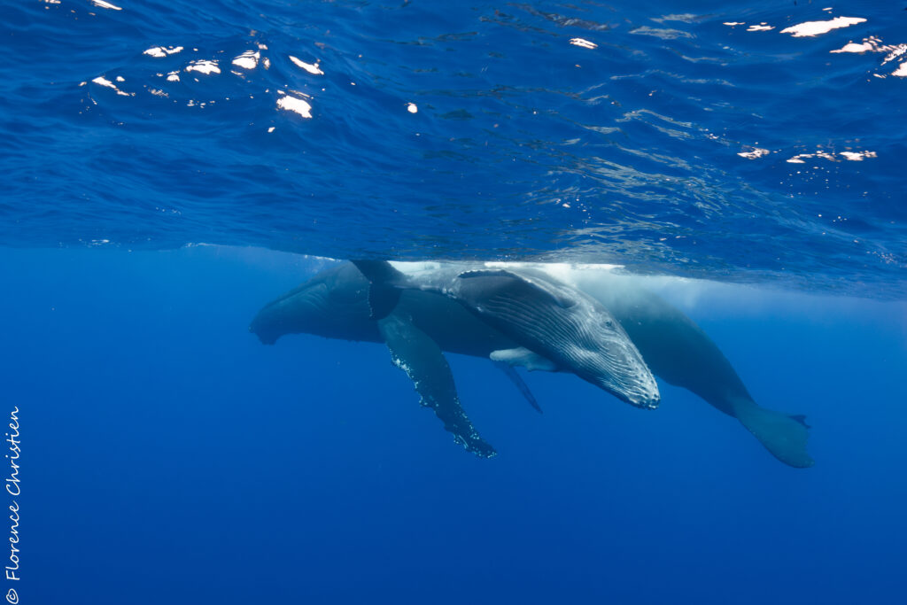 Baleine et baleineau La Réunion 2023