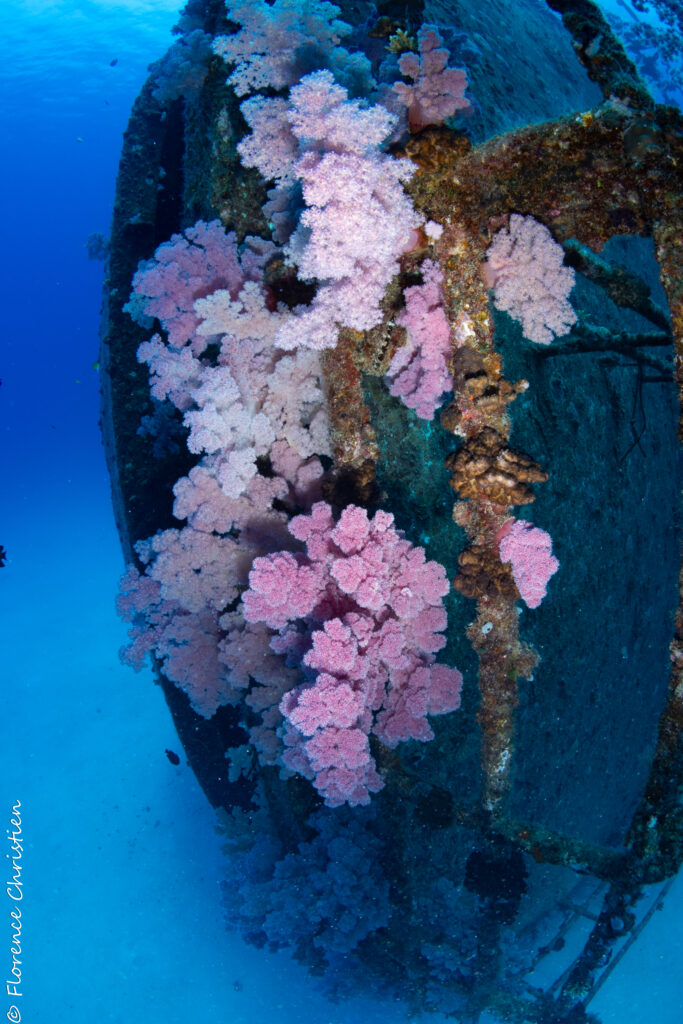 KT Mawar île Maurice 2023