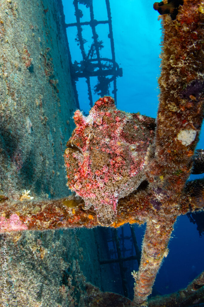 KT Mawar Frogfish