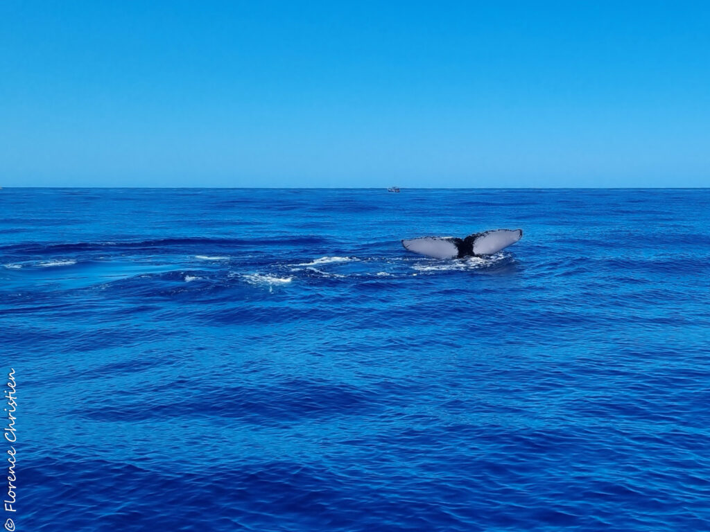 Queue de baleine La Réunion 2023