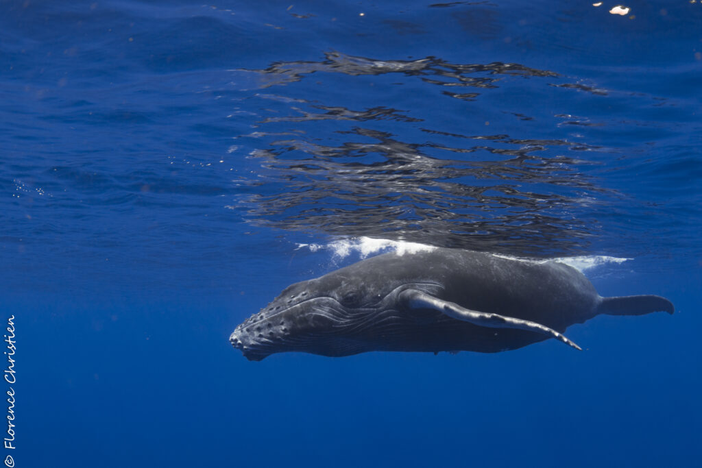 baleineau La Réunion 2023