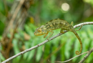 Caméléon