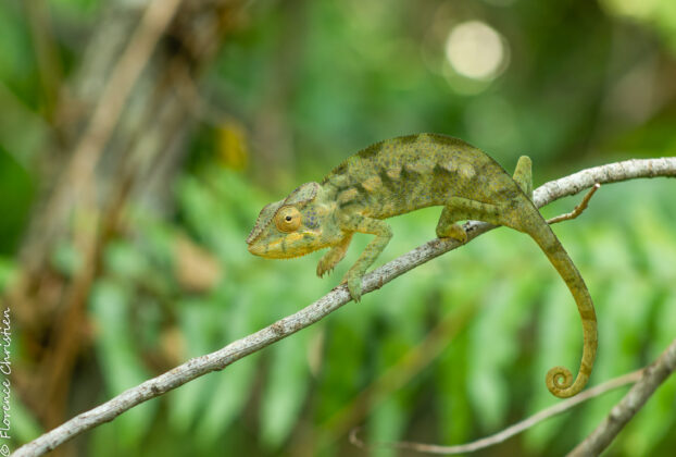 Caméléon