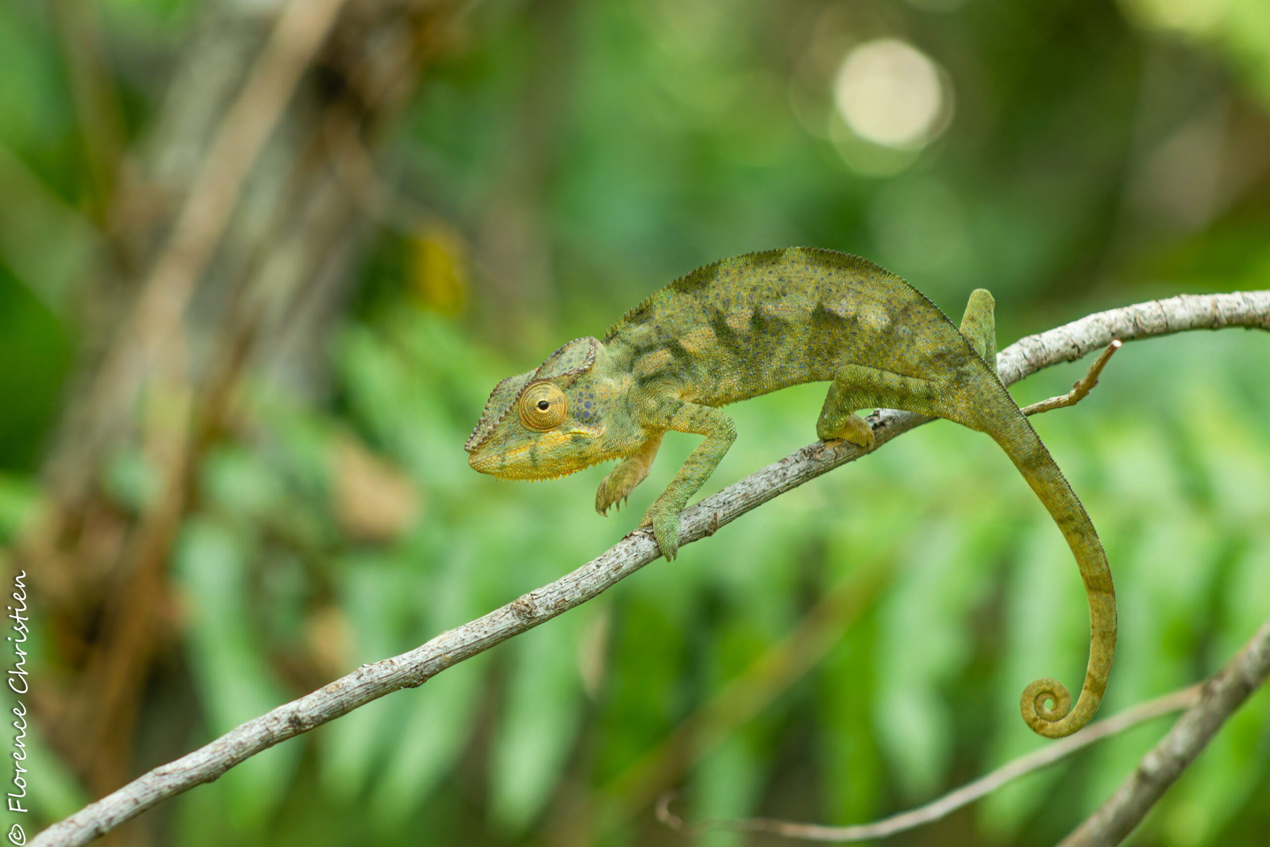 Caméléon