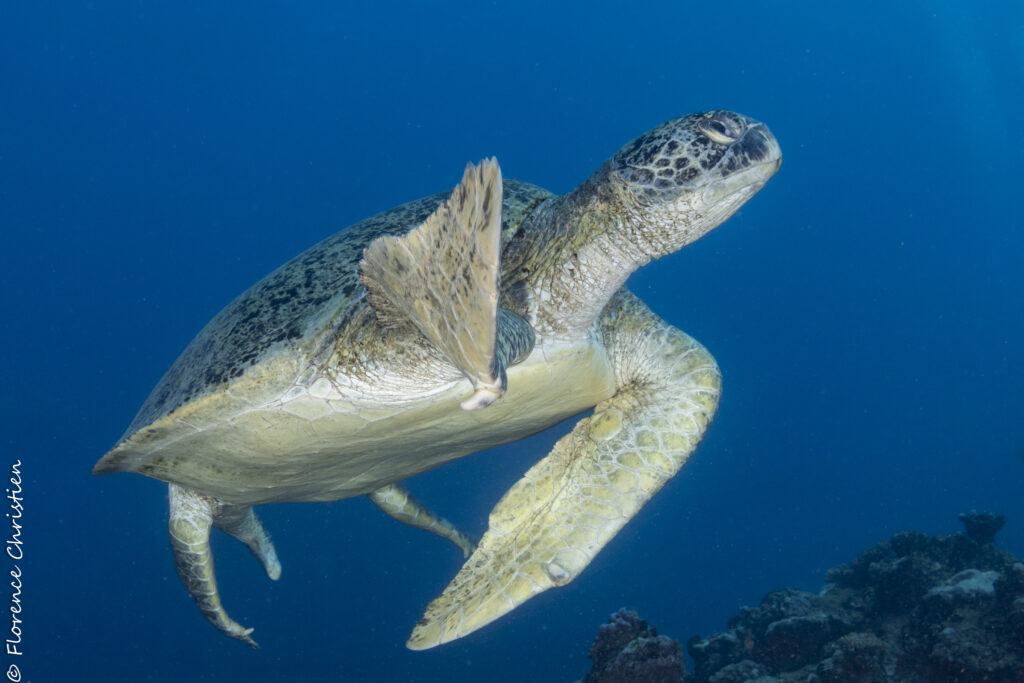 Tortue La Réunion 2023