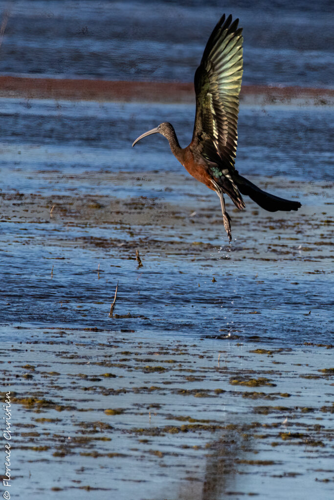 Flo pixel birds Ibis falcinel