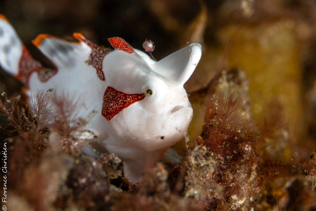 Frogfish blanc Bali