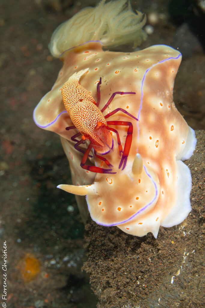 Crevette empereur sur nudibranche Bali, 15 ans après