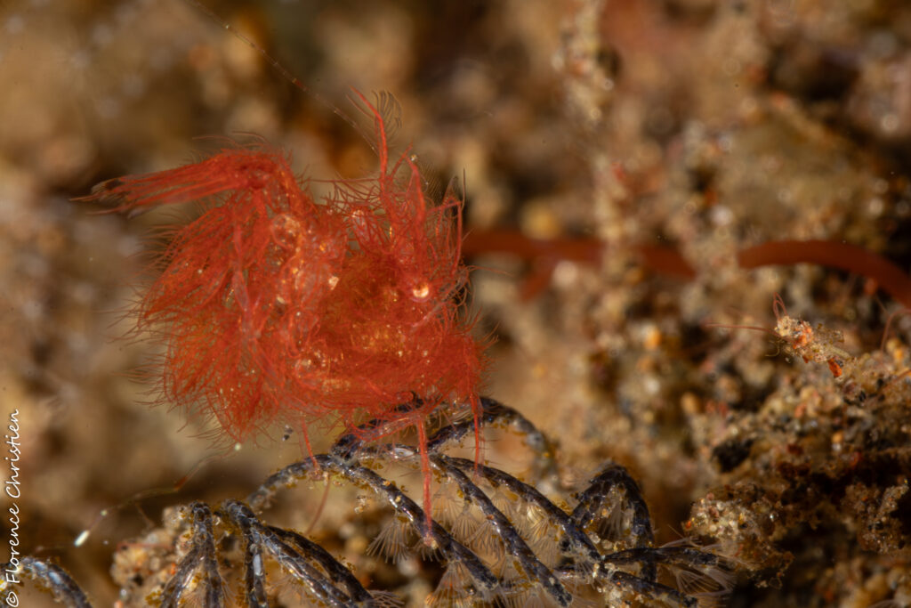 Hairy shrimp et ses oeufs Bali